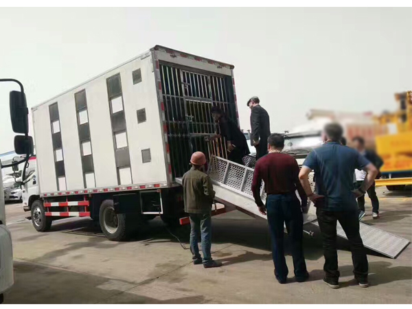 Foton Refrigerated Reefer Truck for Transport Chicken